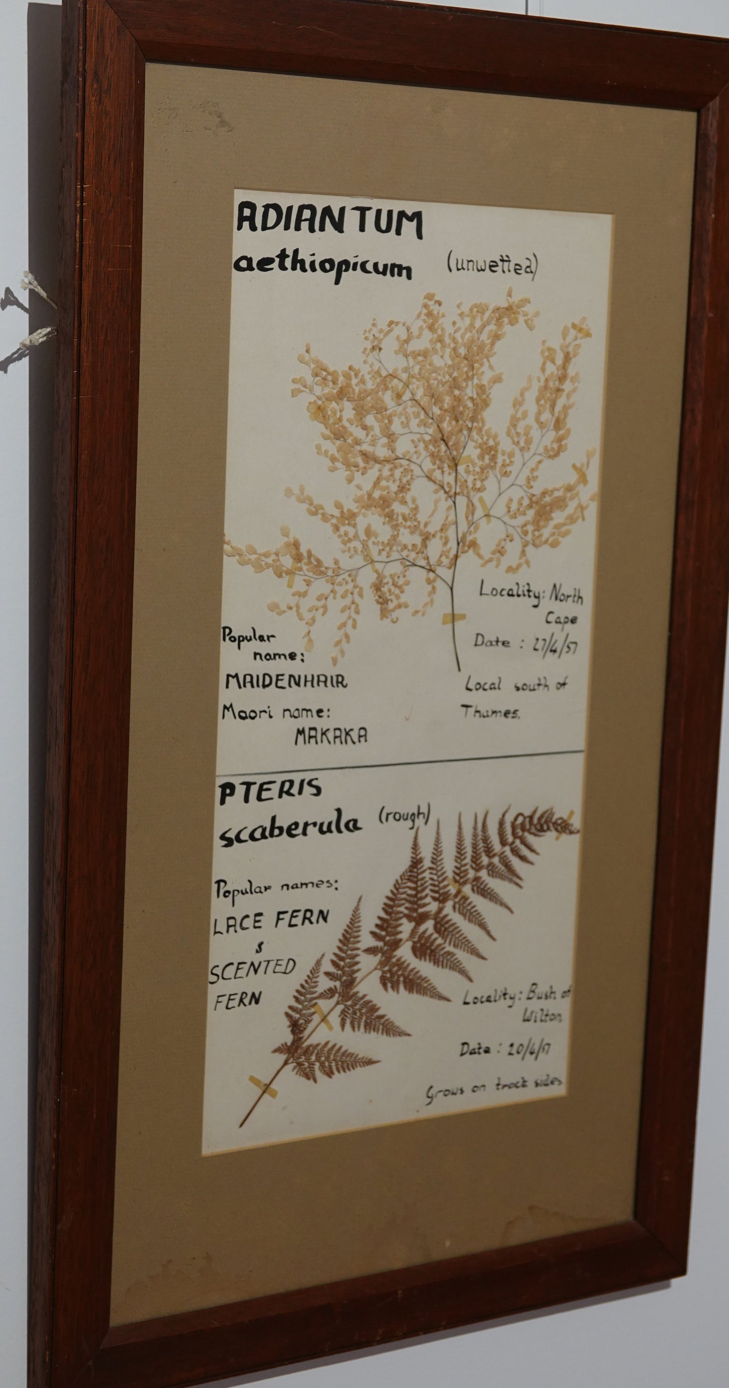 Unique Fern Collector's Art Work from 1950's