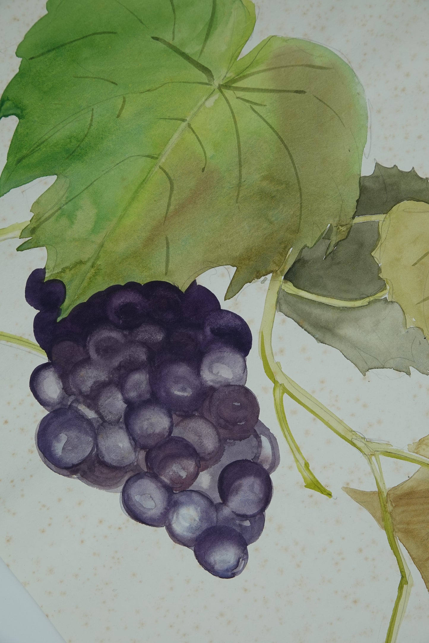 Original watercolour art works by Ruth Weston