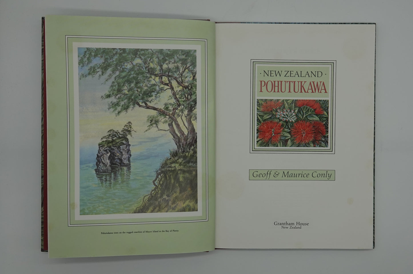 New Zealand Pohutukawa by Geoff & Maurice Conly