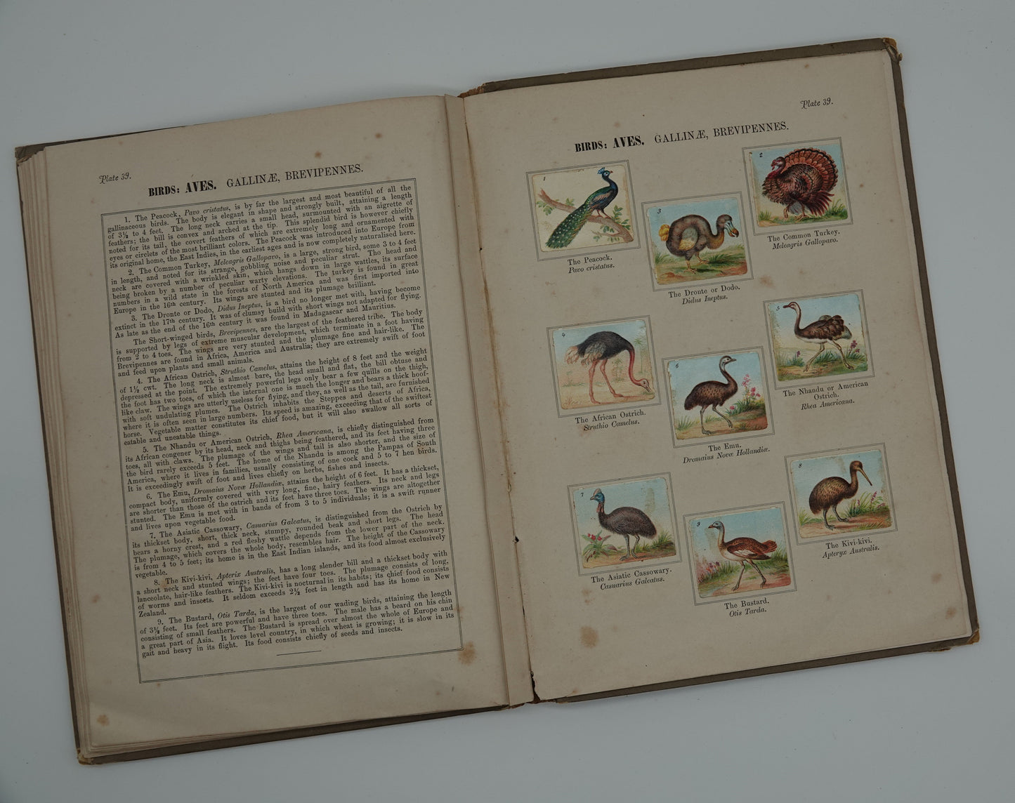 W. Hagelberg's Manual of Zoology, Volume 2 Birds, from 1895 or earlier