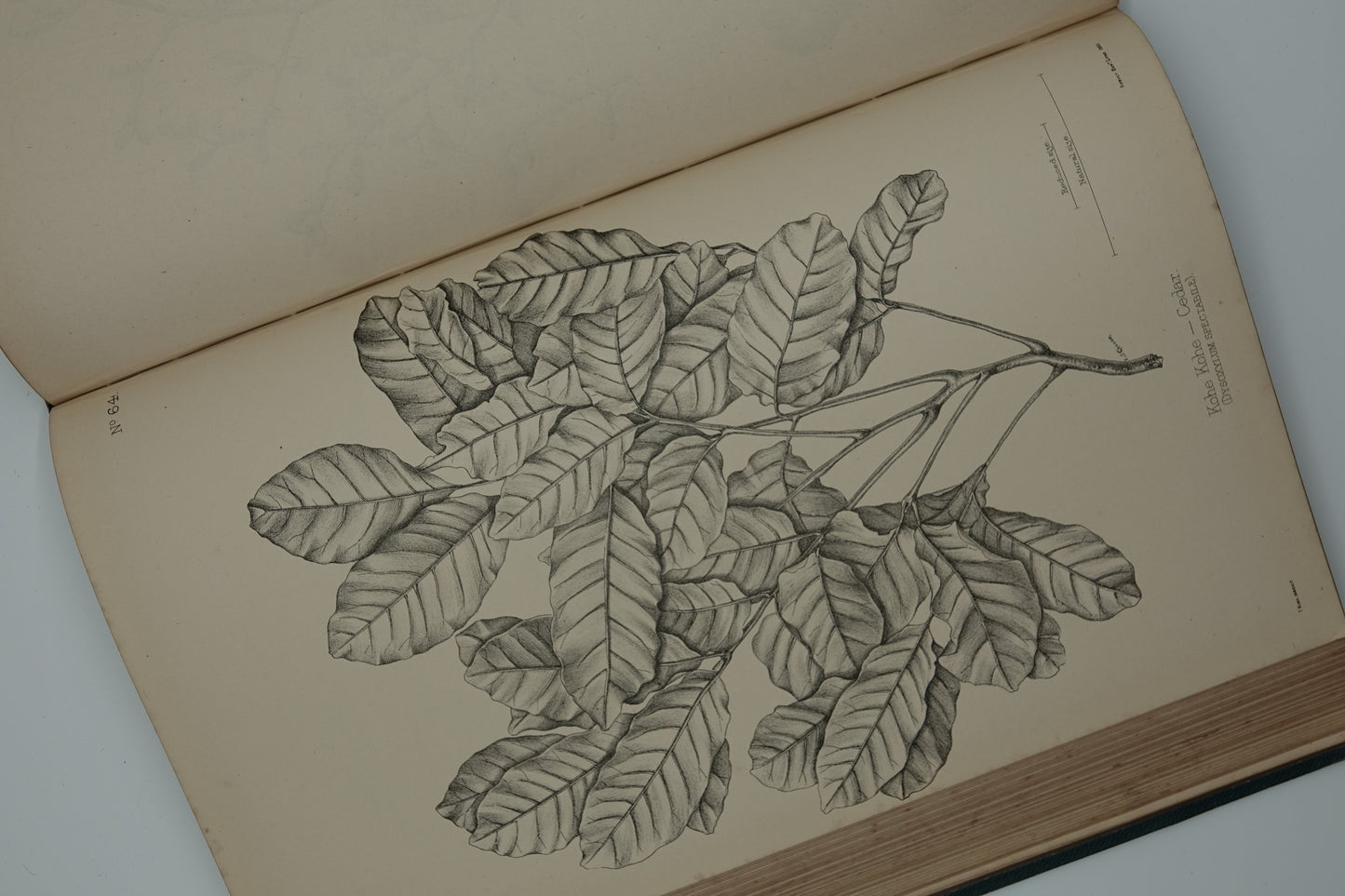 A magnificent large and rare book... The Forest Flora of New Zealand by T. Kirk, 1889