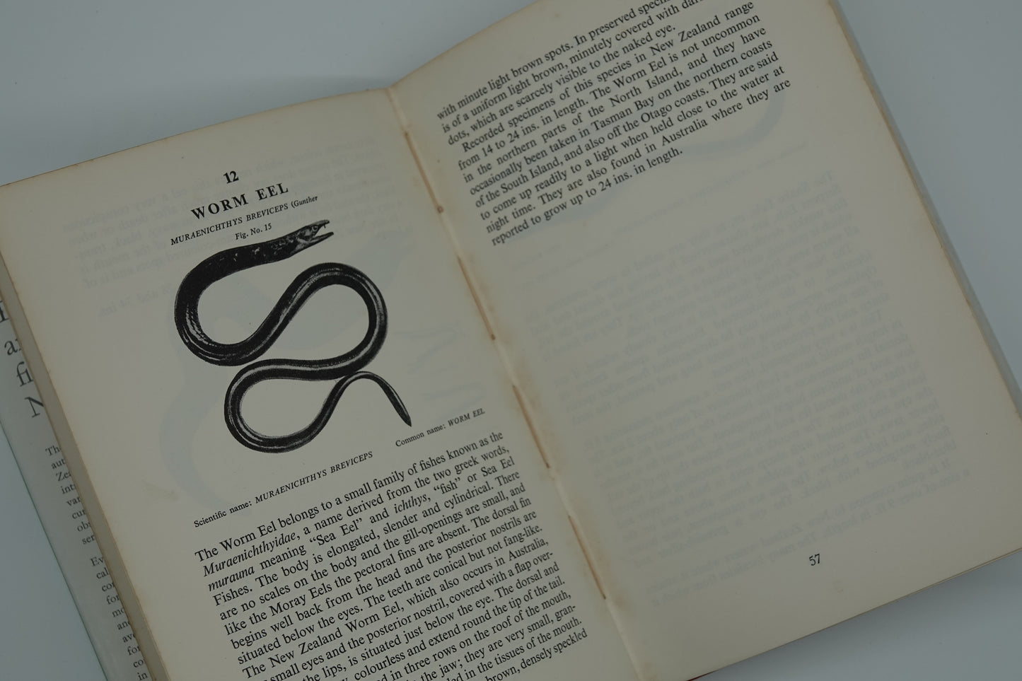 The QUEER and the RARE Fishes of New Zealand