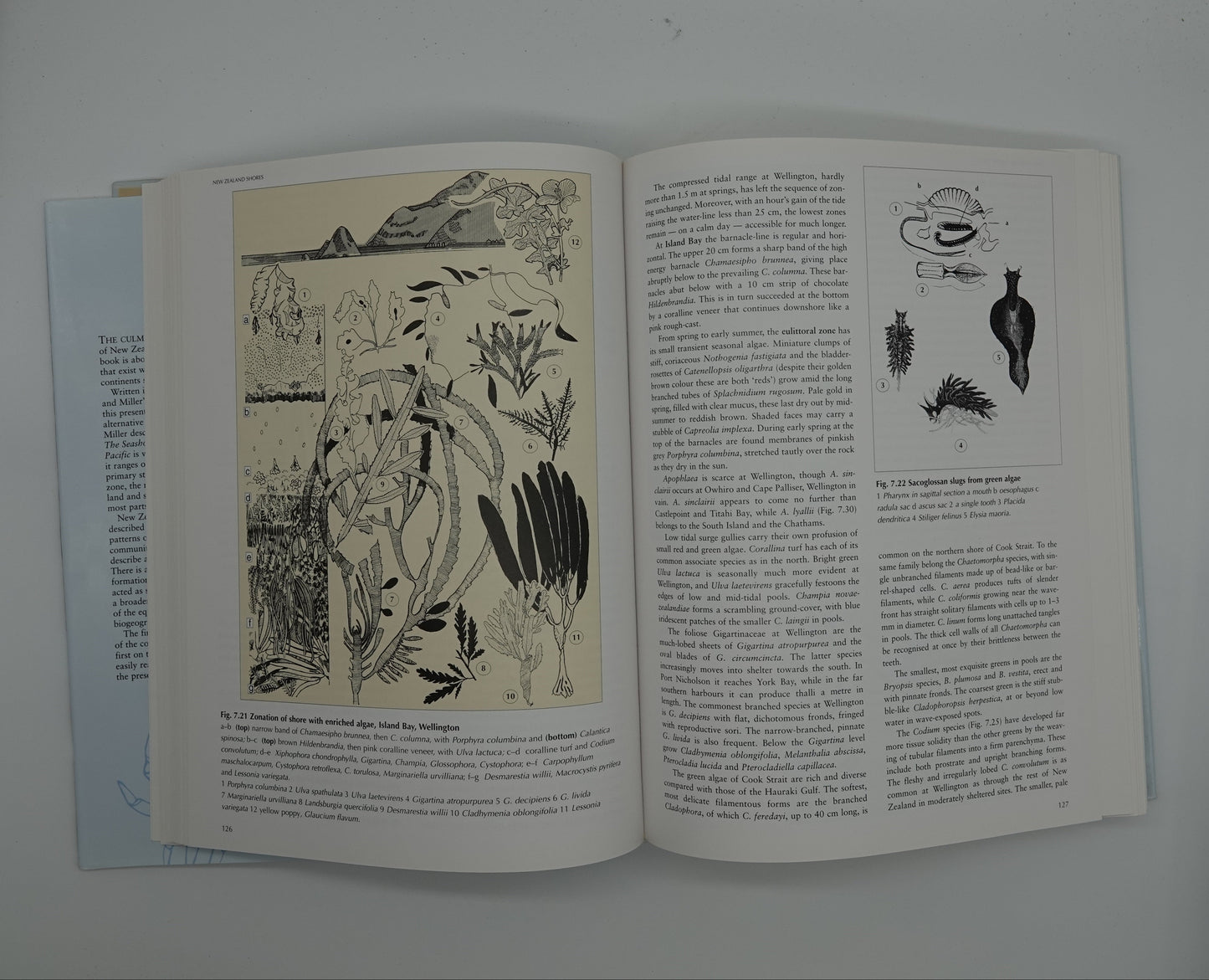 Seashore Ecology of New Zealand and the Pacific by John Morton