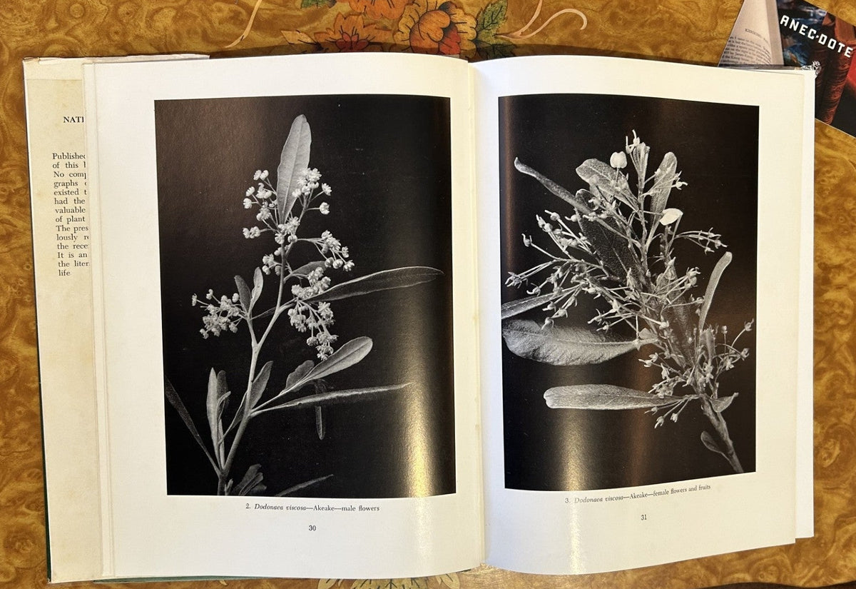New Zealand Native Plant Studies by William C. Davies