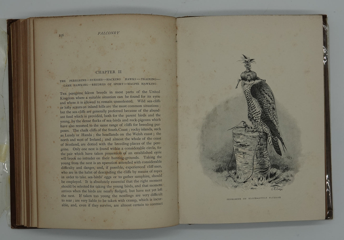 The Badminton Library of Sports and Past Times - Coursing and Falconry