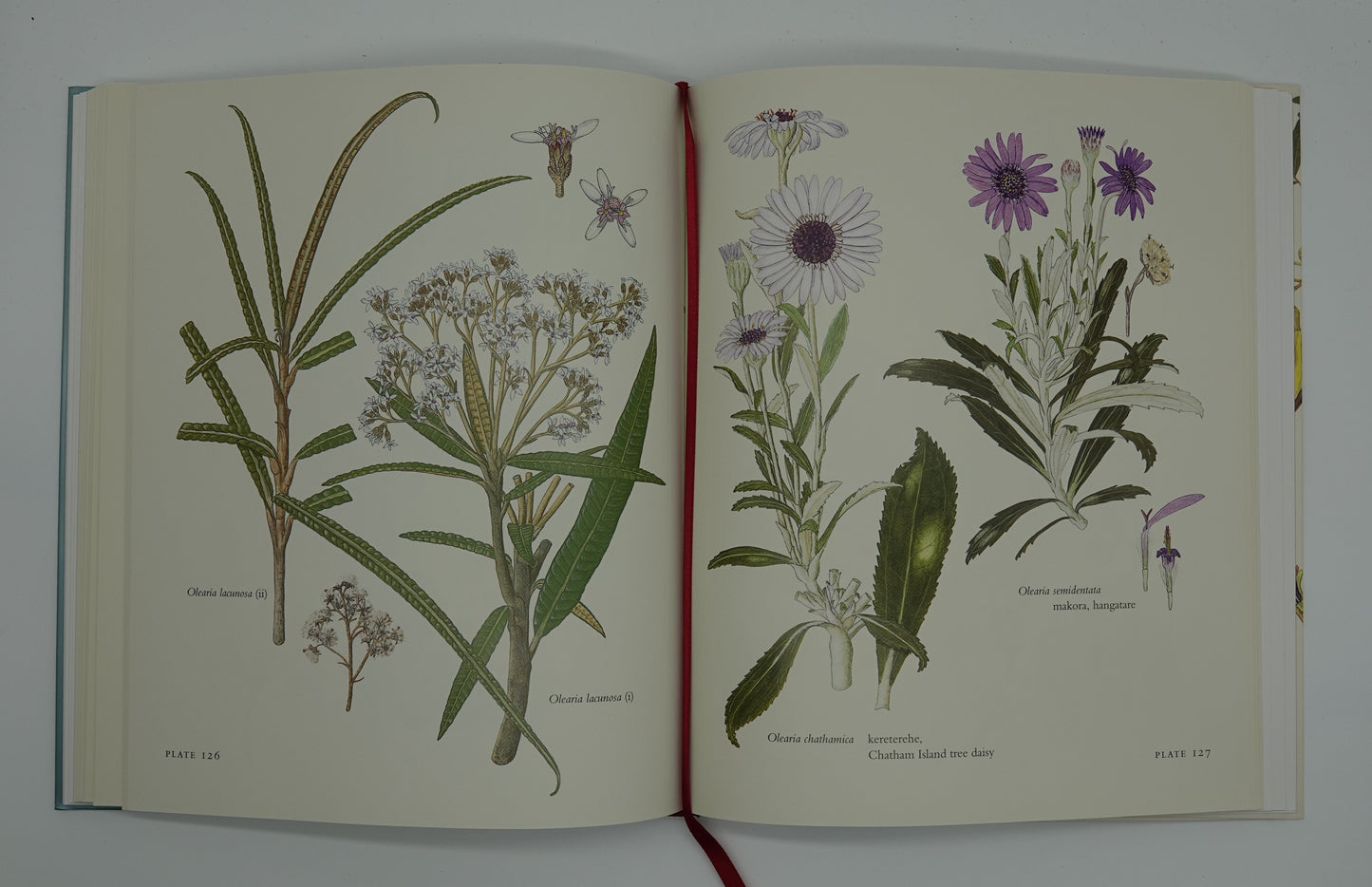 The Essential Audrey Eagle Botanical Art of New Zealand