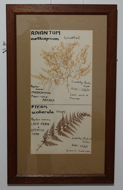Unique Fern Collector's Art Work from 1950's