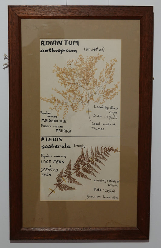 Unique Fern Collector's Art Work from 1950's