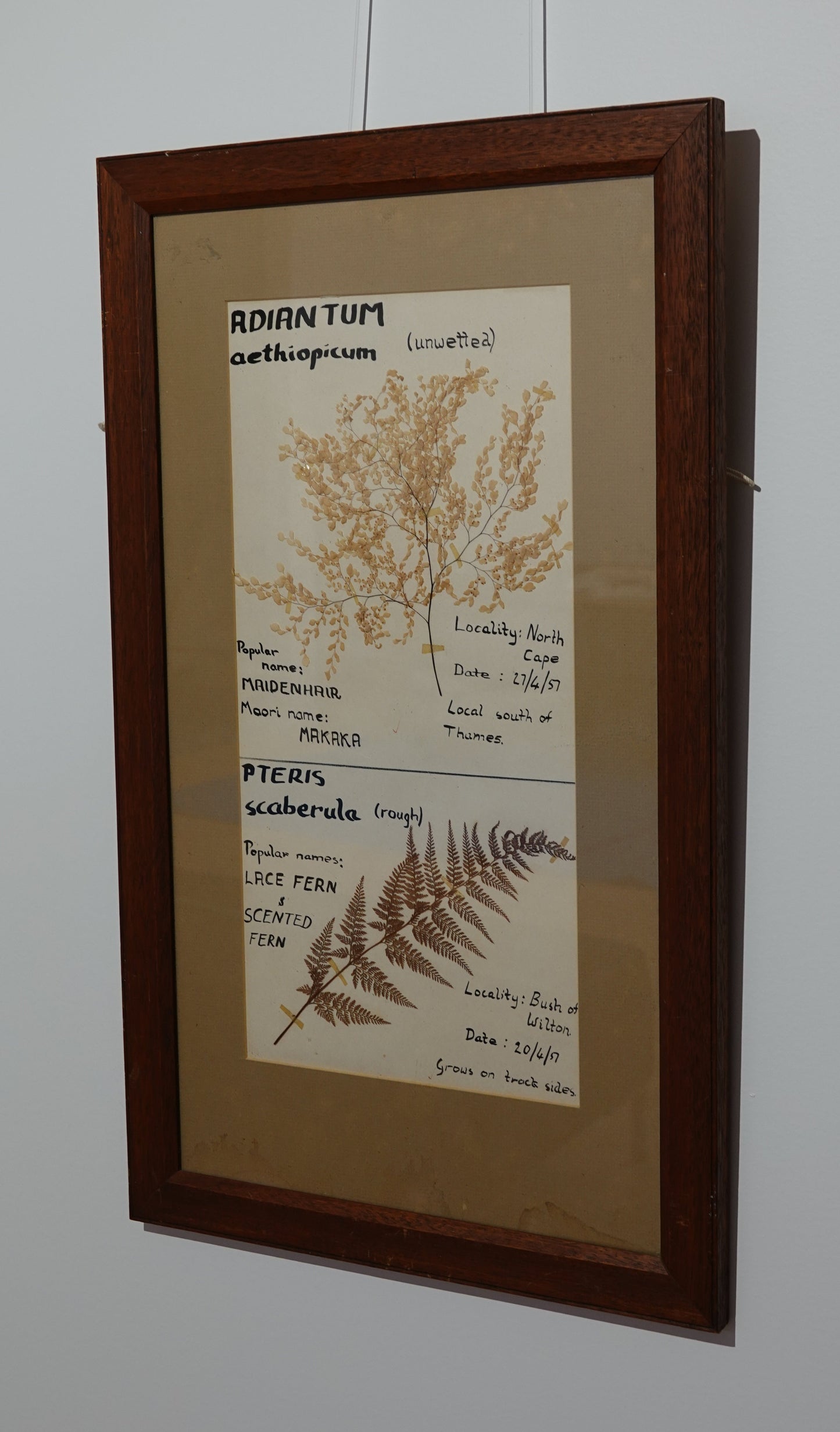 Unique Fern Collector's Art Work from 1950's