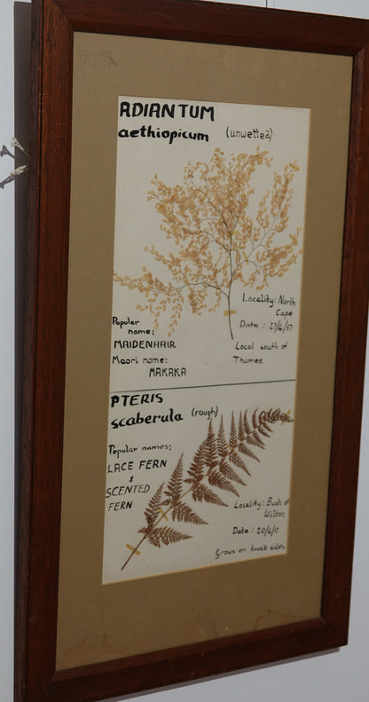 Unique Fern Collector's Art Work from 1950's