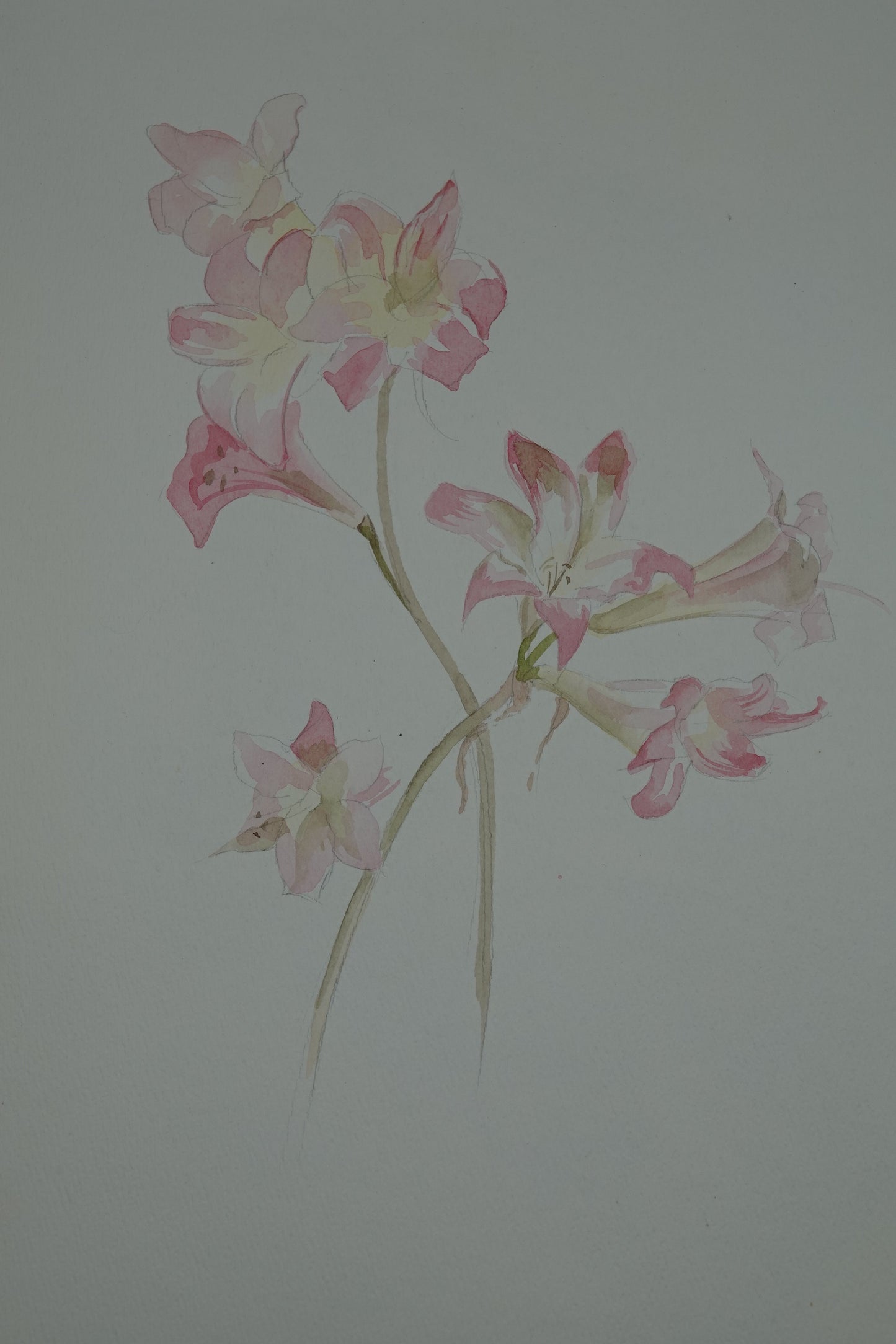 Original watercolour art works by Ruth Weston