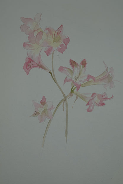 Original watercolour art works by Ruth Weston