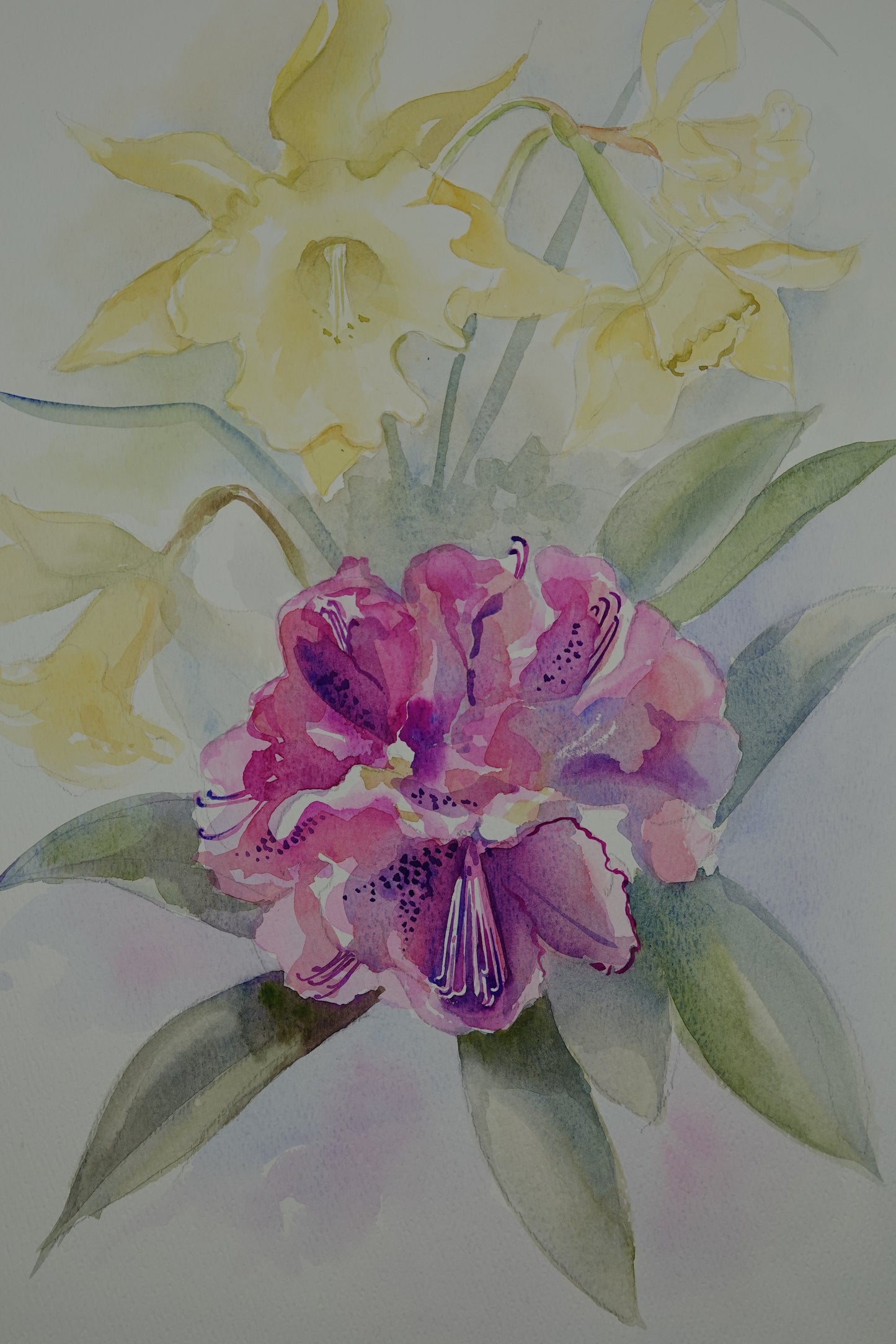 Original watercolour art works by Ruth Weston