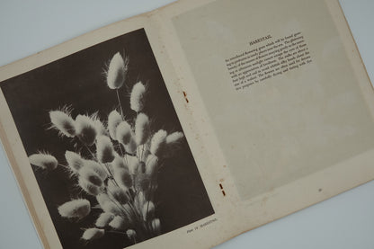 WILD BEAUTY Nature in New Zealand photographs, a Whitcombe and Tombs classic..