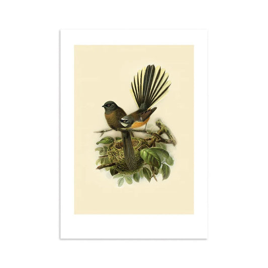 Fantail Buller's Bird Print A4