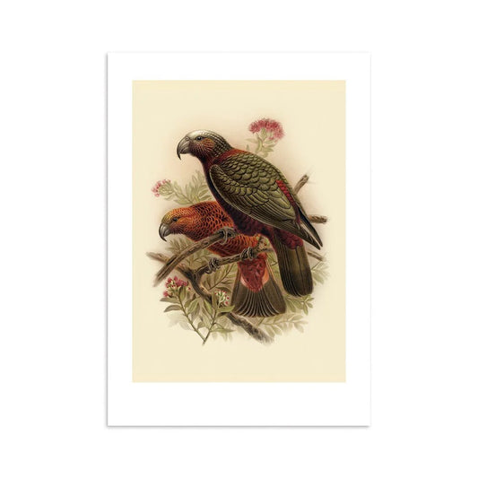 Kaka Buller's Bird Print A4
