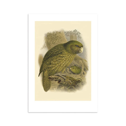 Kakapo Buller's Bird Print A4