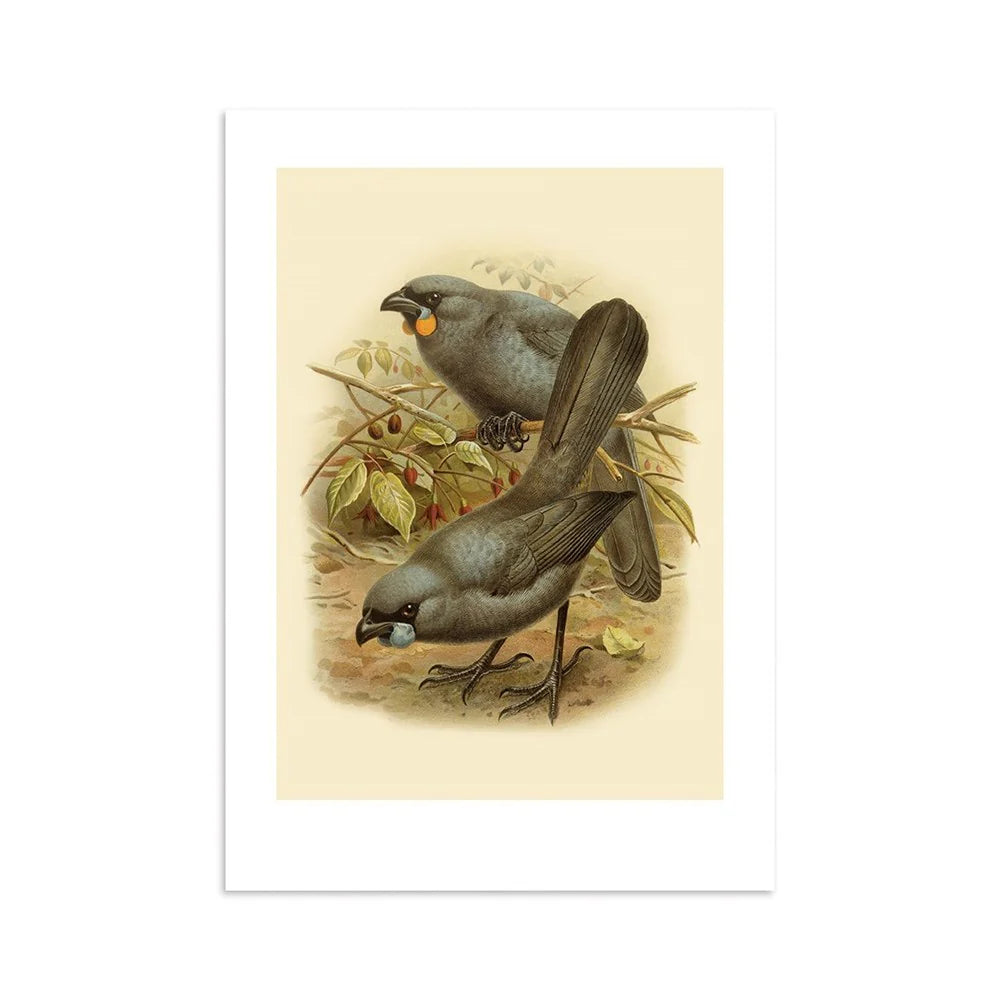Kokako Buller's Bird Print A4