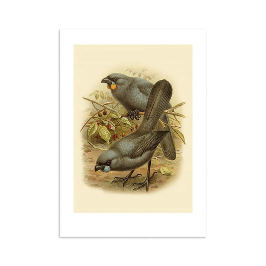 Kokako Buller's Bird Print A4