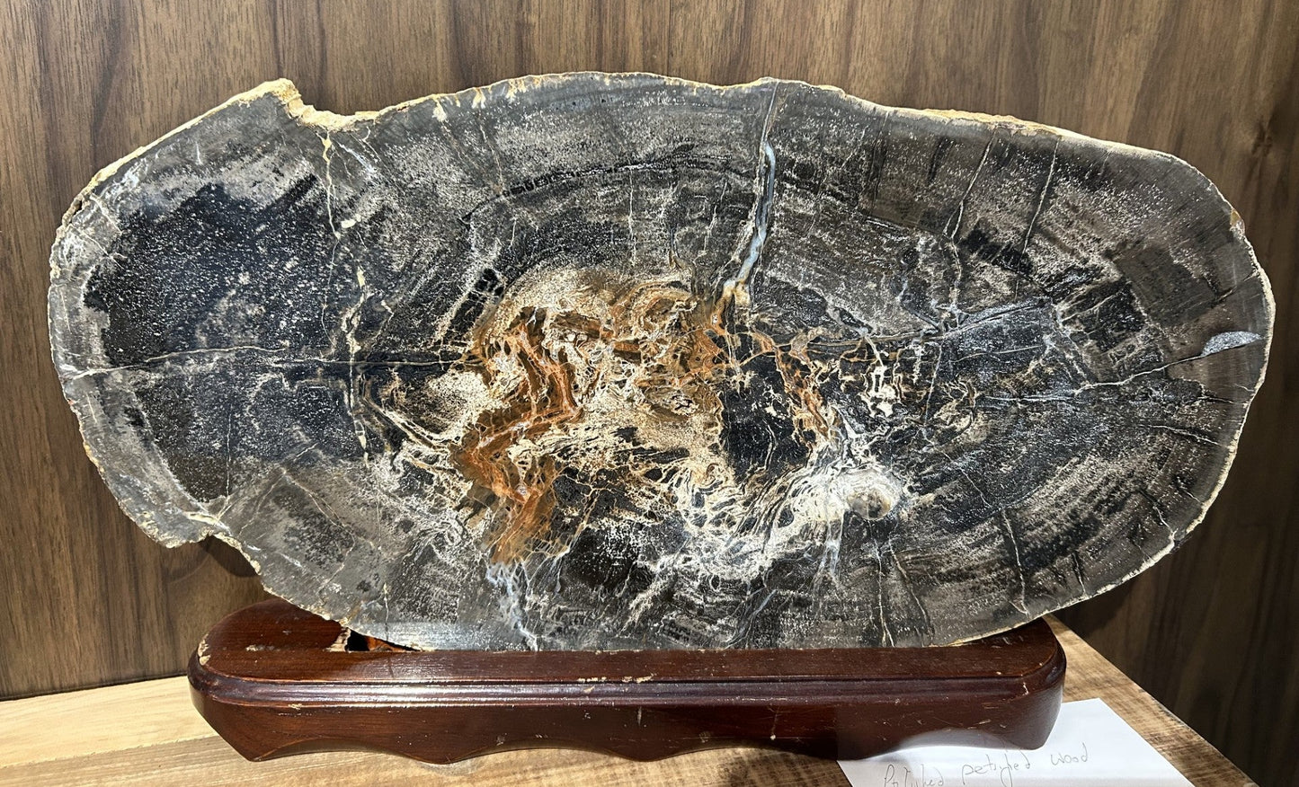 Stunning and large polished petrified wood slab