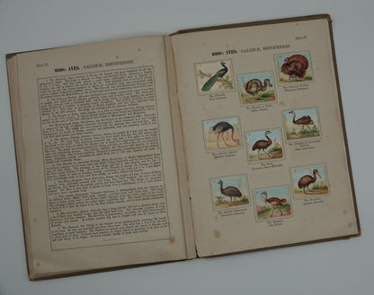 W. Hagelberg's Manual of Zoology, Volume 2 Birds, from 1895 or earlier
