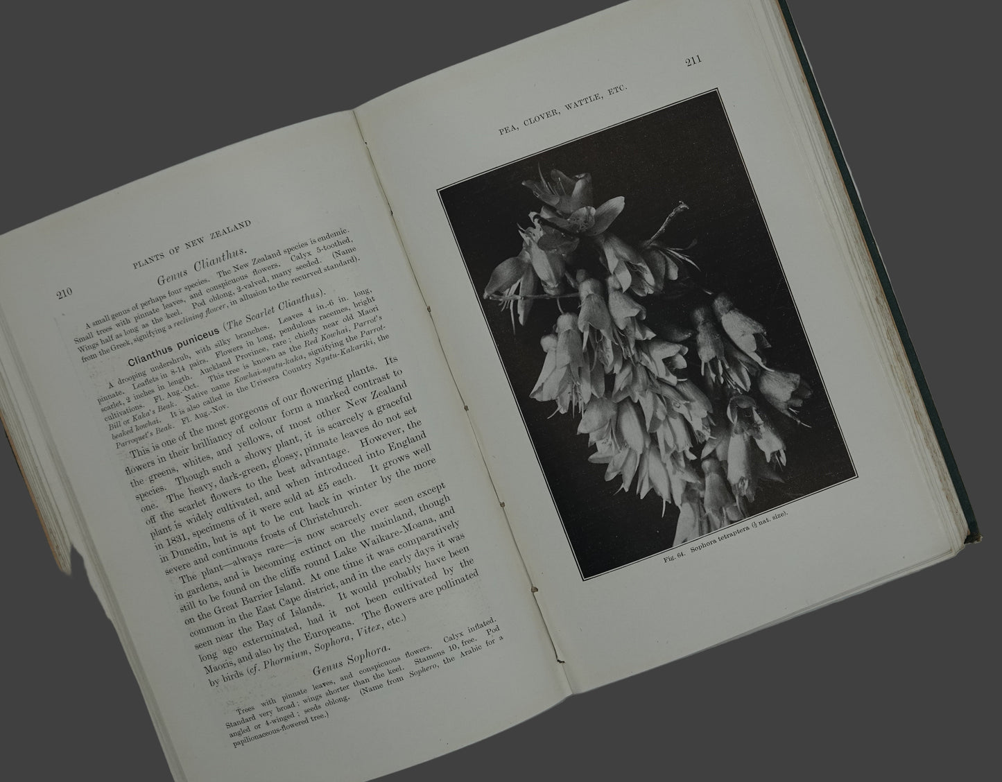 Plants of New Zealand, a lovely first edition from 1906