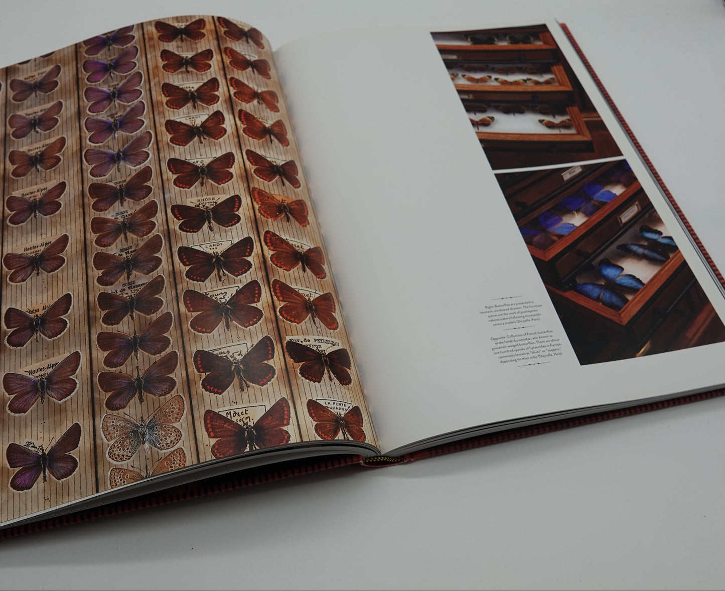 Cabinets of Wonder, a stunning and scarce coffee table book