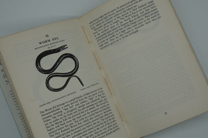 The QUEER and the RARE Fishes of New Zealand