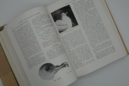 New Zealand Birds, by W R B Oliver