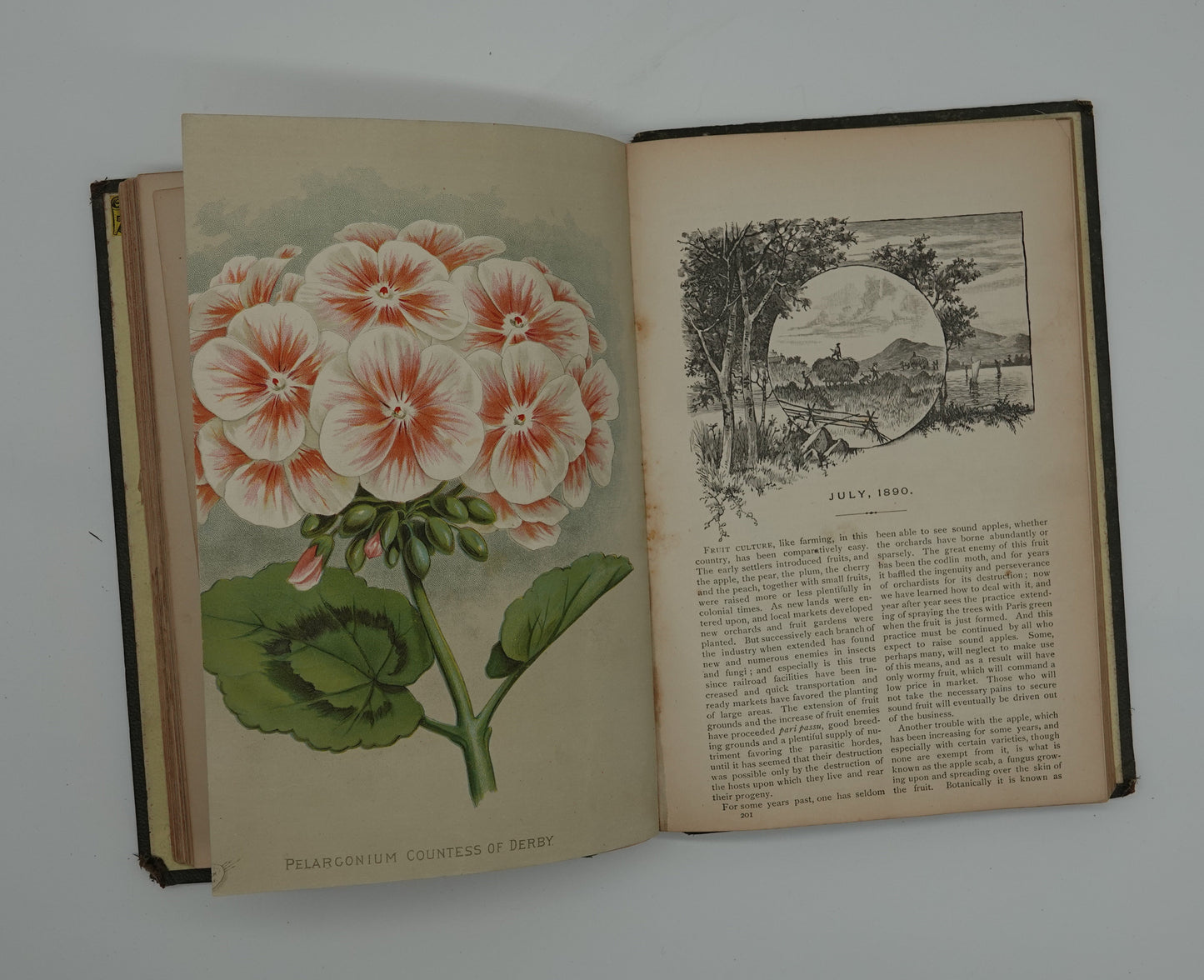 Vibrant hand painted illustrations in Vick's Illustrated Monthly Magazine from 1890