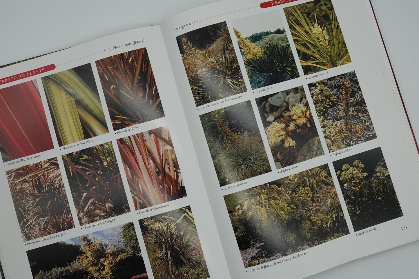The Gardener's Encyclopedia of New Zealand Native Plants
