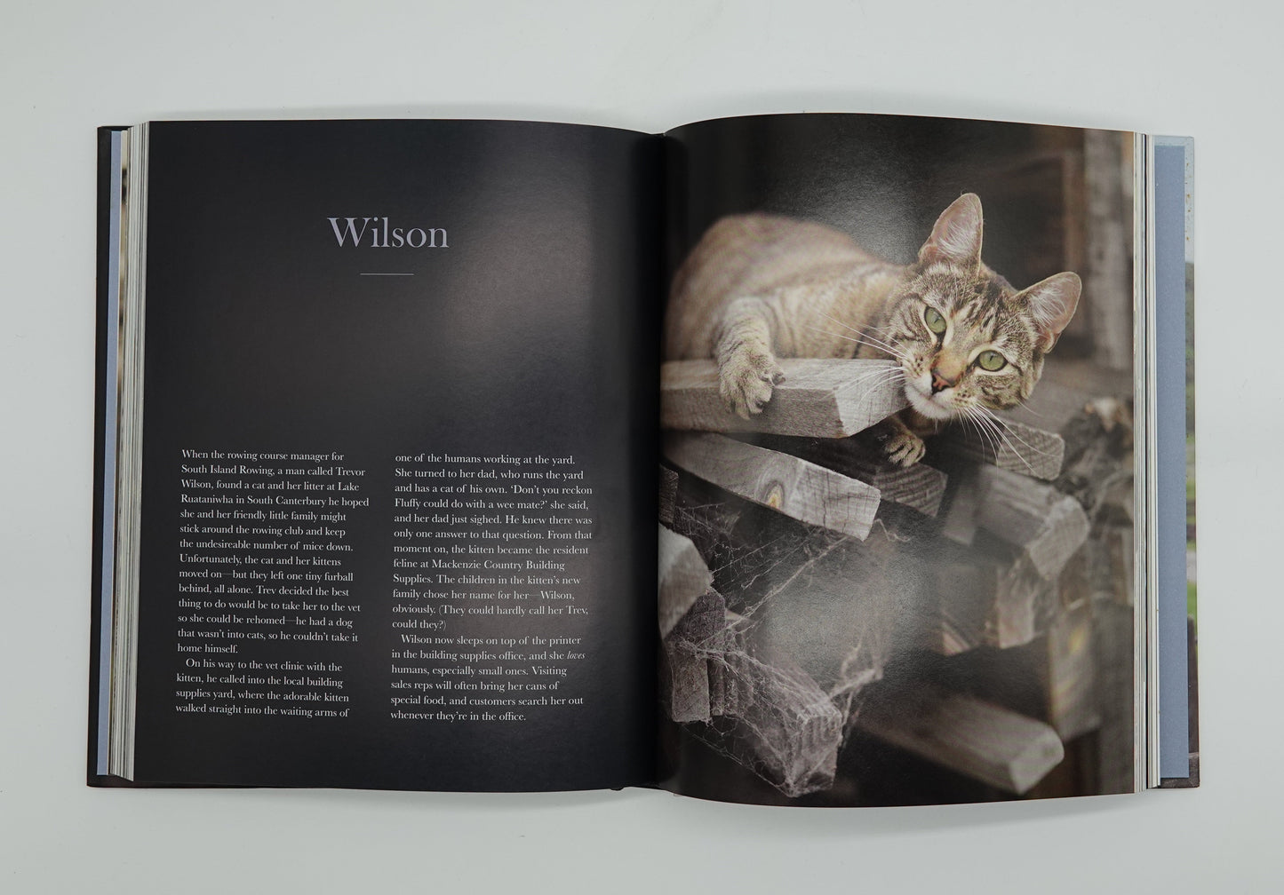 The New Zealand Cat by Rachel Hale McKenna