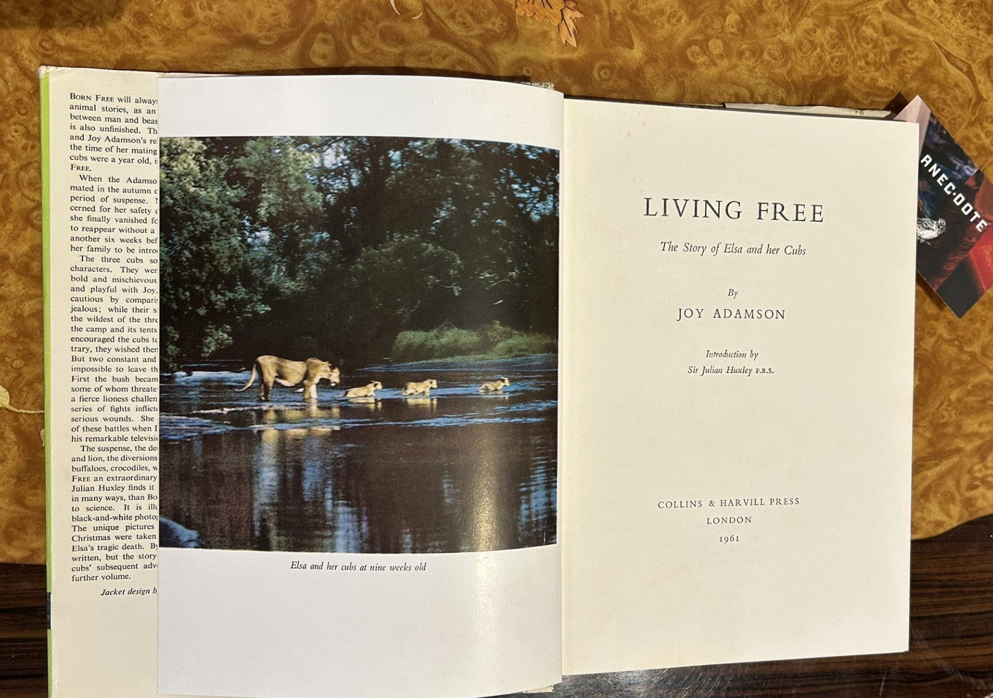 Living Free - the iconic Joy Adamson story of Lioness Elsa and her cubs