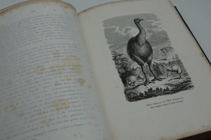 New Zealand Its Physical Geography, Geology And Natural History. With special reference to the results of Government expeditions in the provinces of Auckland and Nelson