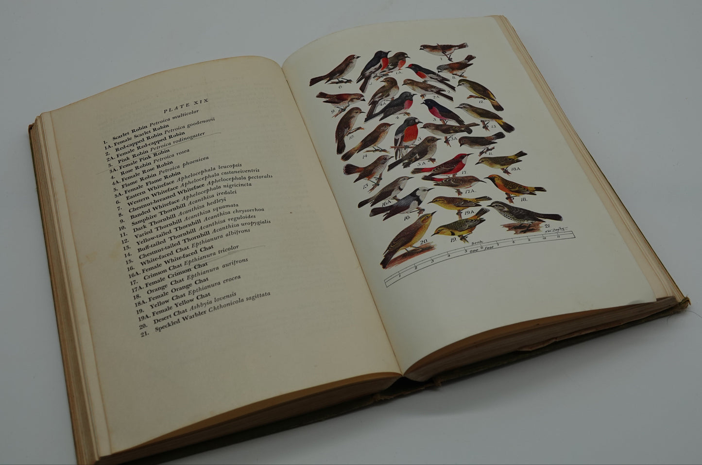 What Bird is That - A guide to the birds of Australia