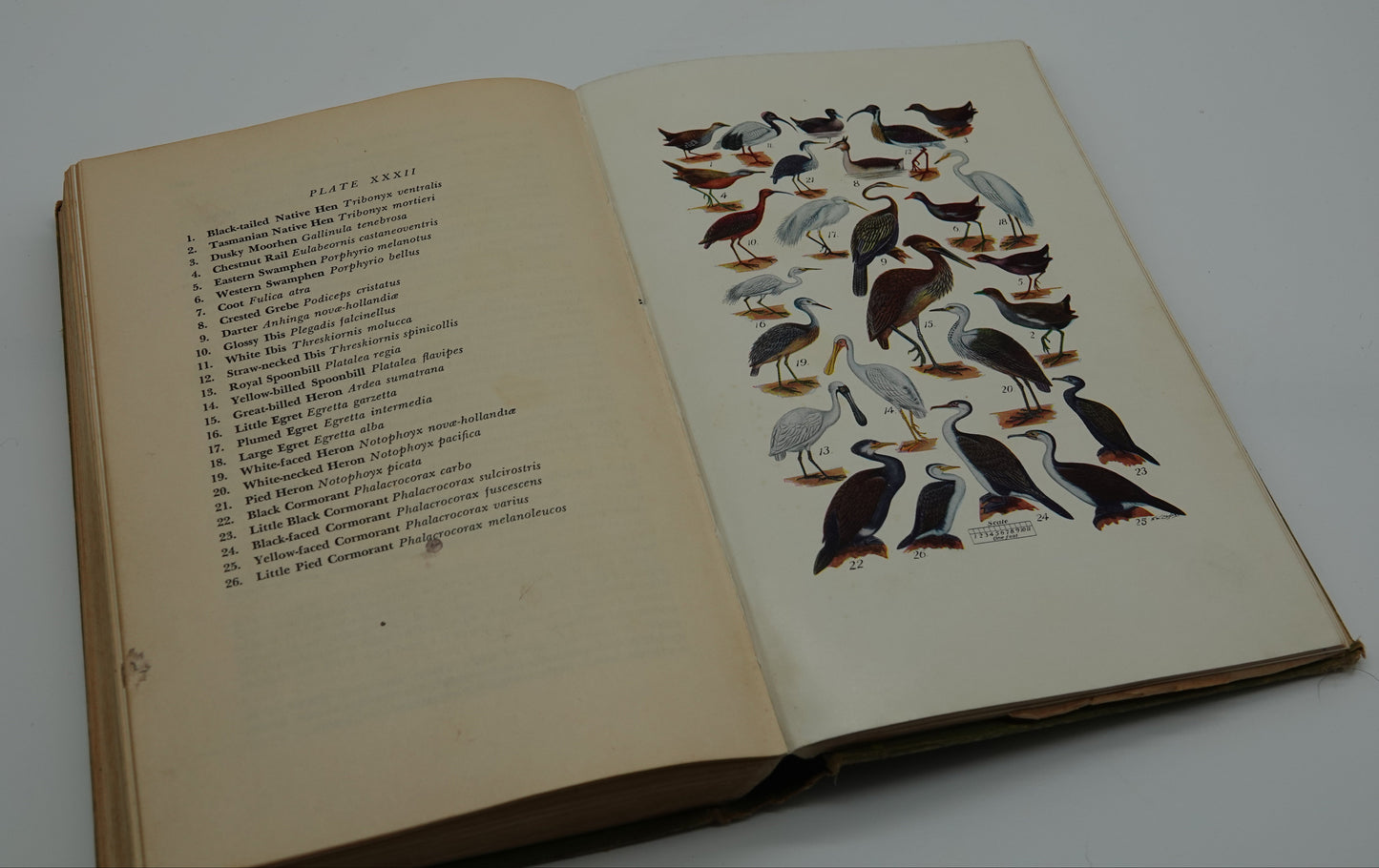 What Bird is That - A guide to the birds of Australia