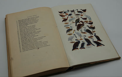 What Bird is That - A guide to the birds of Australia