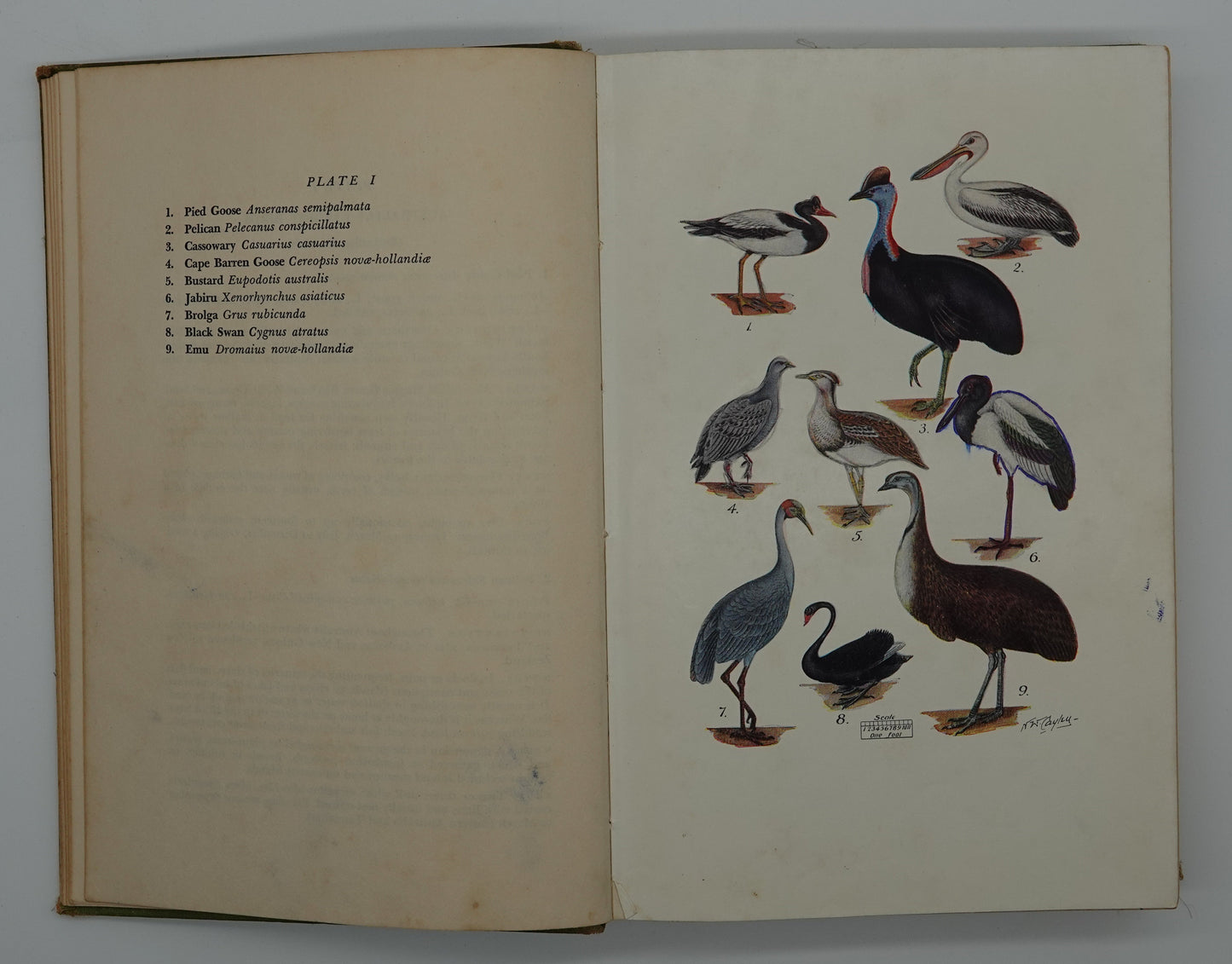 What Bird is That - A guide to the birds of Australia