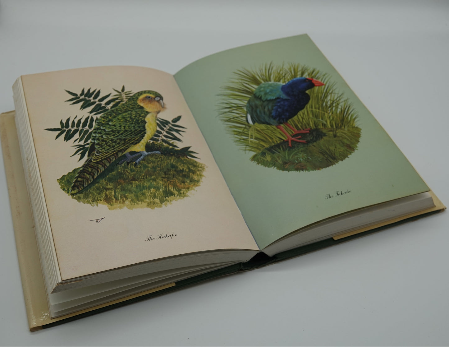 Vanishing BIRDS - Their Natural History and Conservation
