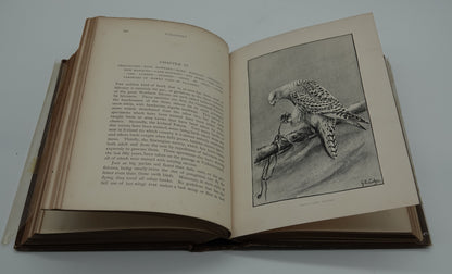 The Badminton Library of Sports and Past Times - Coursing and Falconry