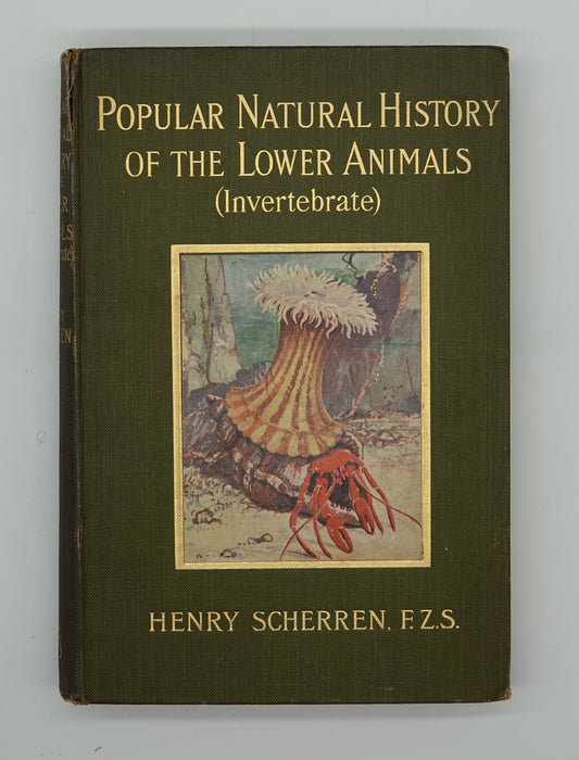 Popular Natural History of the Lower Animals (Invertebrate), scarce first edition...