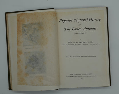 Popular Natural History of the Lower Animals (Invertebrate), scarce first edition...