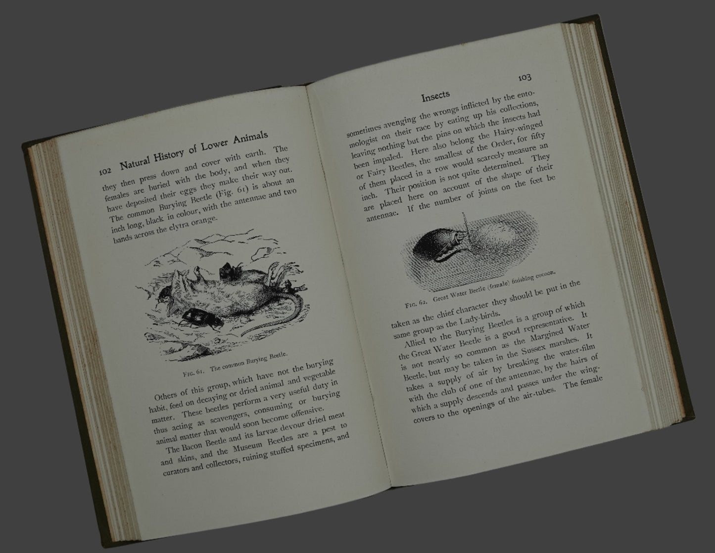 Popular Natural History of the Lower Animals (Invertebrate), scarce first edition...