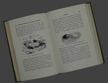 Popular Natural History of the Lower Animals (Invertebrate), scarce first edition...