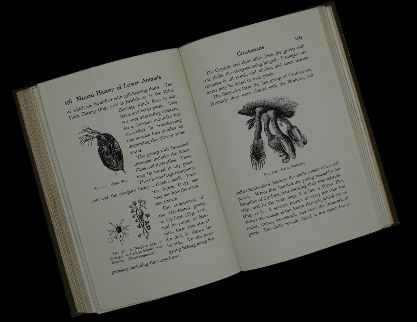 Popular Natural History of the Lower Animals (Invertebrate), scarce first edition...