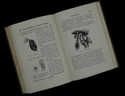 Popular Natural History of the Lower Animals (Invertebrate), scarce first edition...
