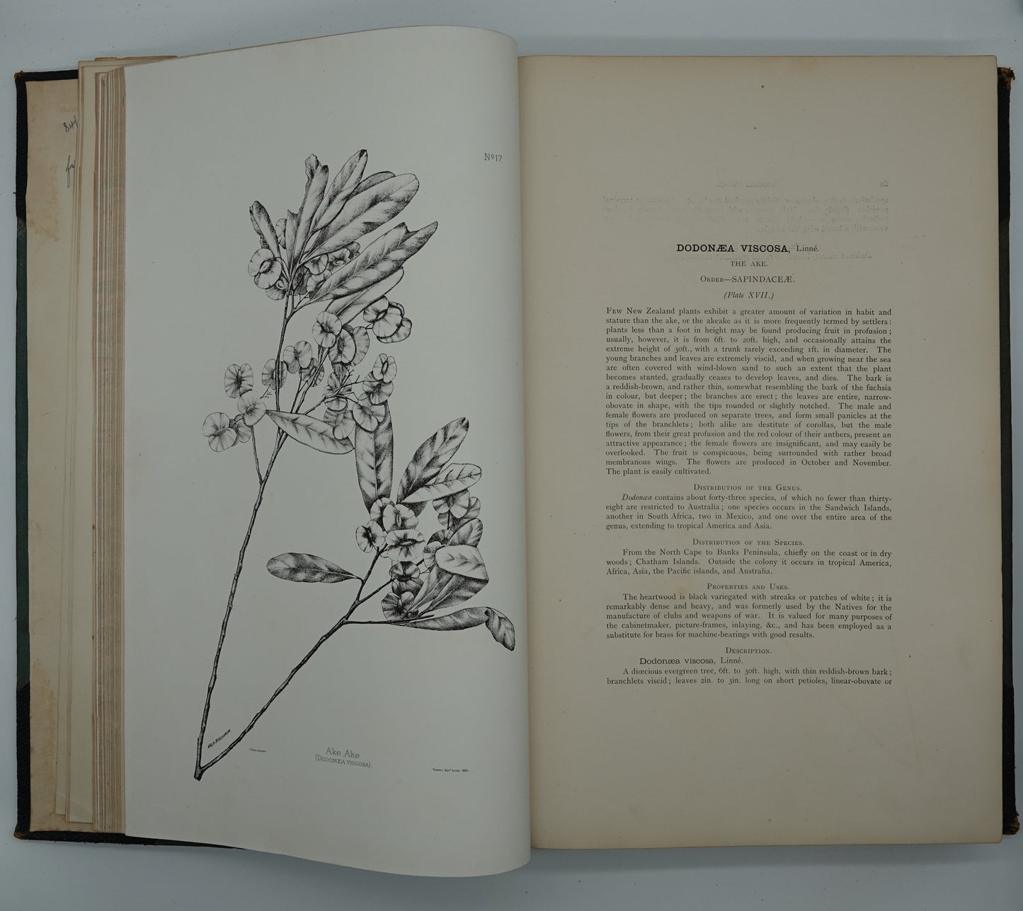 Rare, large heavy classic: The Forest Flora of New Zealand by Kirk