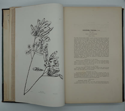 Rare, large heavy classic: The Forest Flora of New Zealand by Kirk