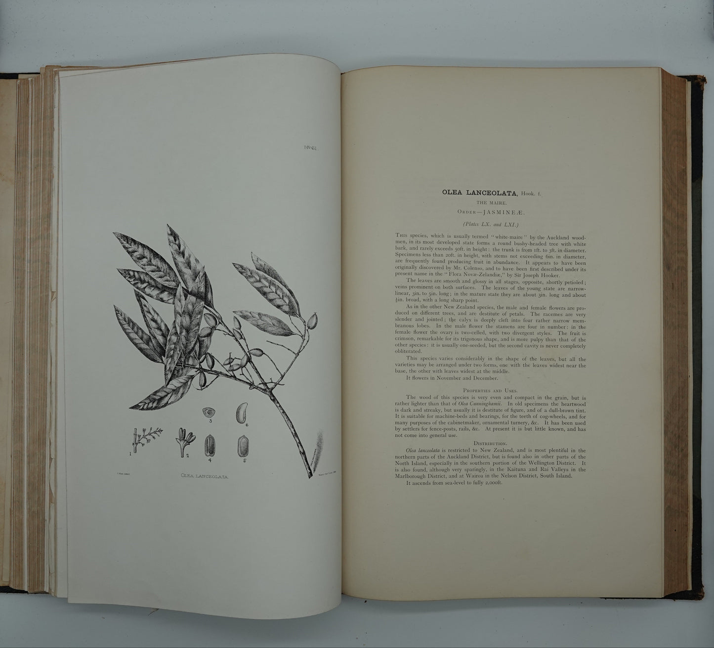 Rare, large heavy classic: The Forest Flora of New Zealand by Kirk