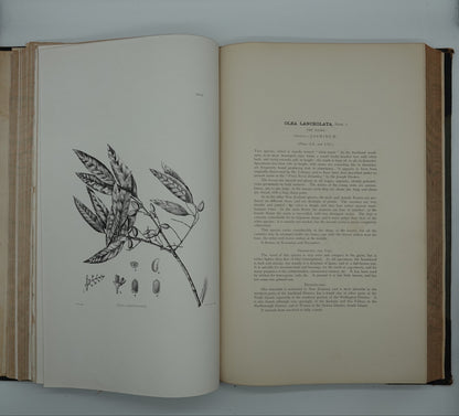Rare, large heavy classic: The Forest Flora of New Zealand by Kirk